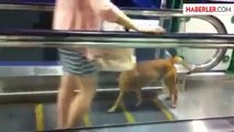 Köpek Yürüyen Merdivende Spor Yaptı