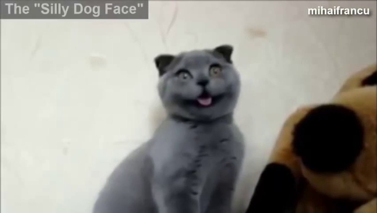 Chats qui font des têtes marrantes