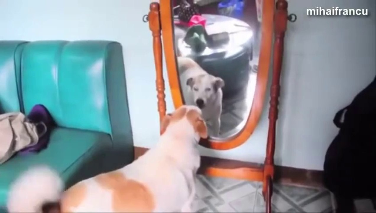 Chiens énervés mais marrants