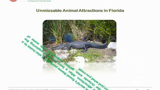 Unmissable Animal Attractions in Florida final Video