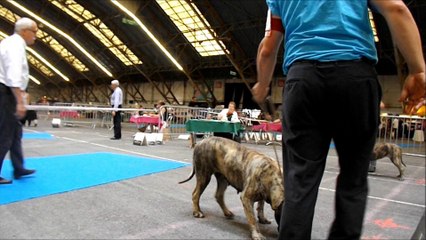 Elysha El Corazon Del Cazador exposition international dijon 2014