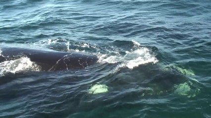 Sudamérica no consigue santuario de ballenas
