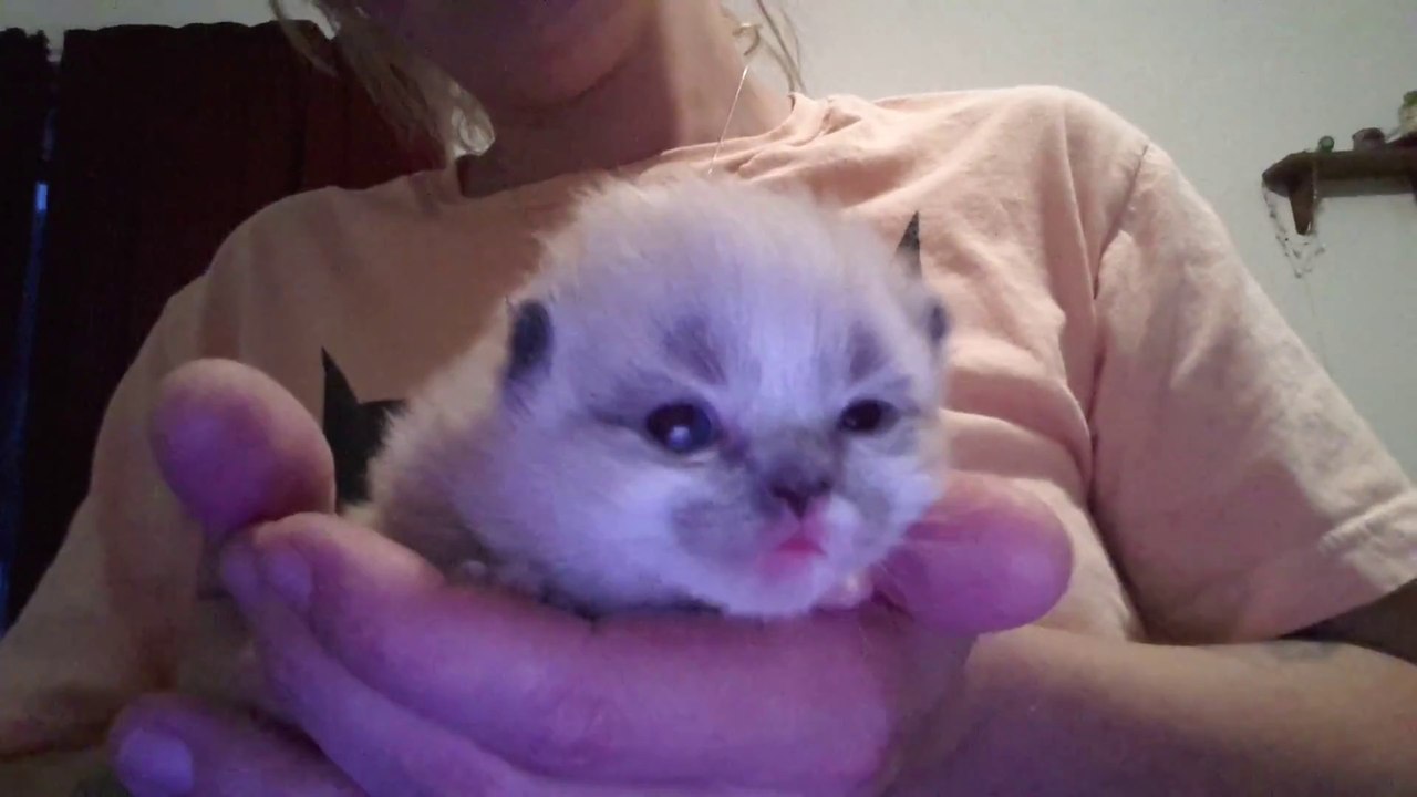 Very curious Himalayan kitten