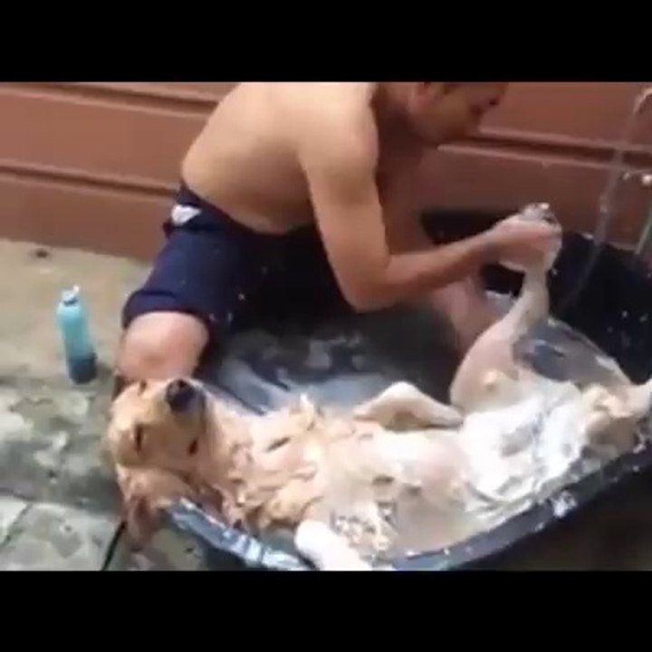 Un chien qui prend son pied