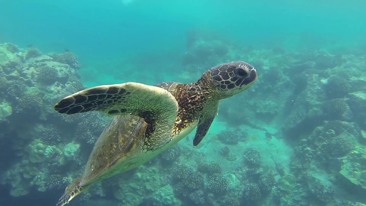 Big Island Adventures  Sept 2014