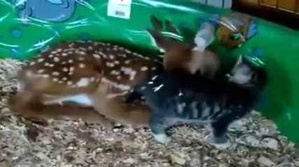 İBRETLİK HAYVAN DAVRANIŞLARI