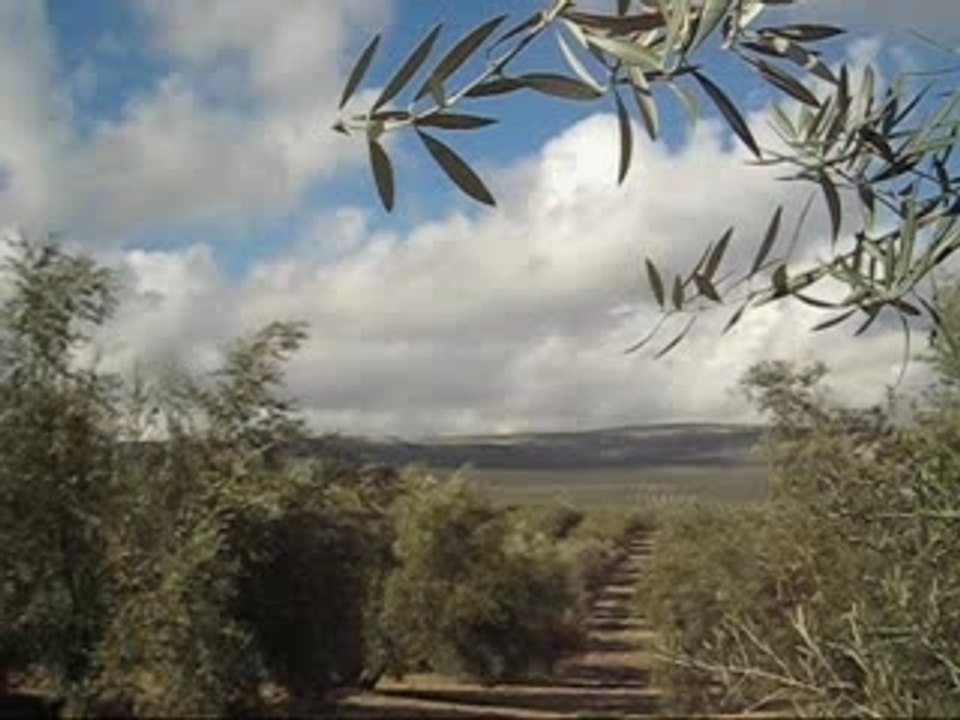 Paysage d'olivier