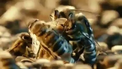 İşte Ana Arının Doğuşu