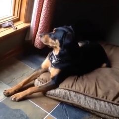 Ce chien a tout compris!