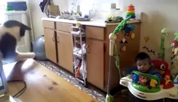 Adorable Babies Laughing at Cats - Funny Compilation 2013 - Vidéo Dailymotion