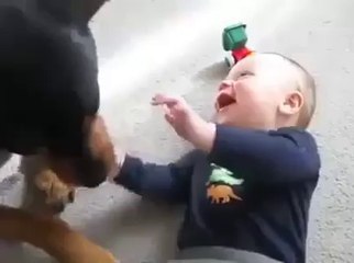Cute baby vs doggy funny video ... Funny baby laughing hysterically ... Most funny baby video - Video Dailymotion