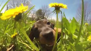 It's puppy time GoPro