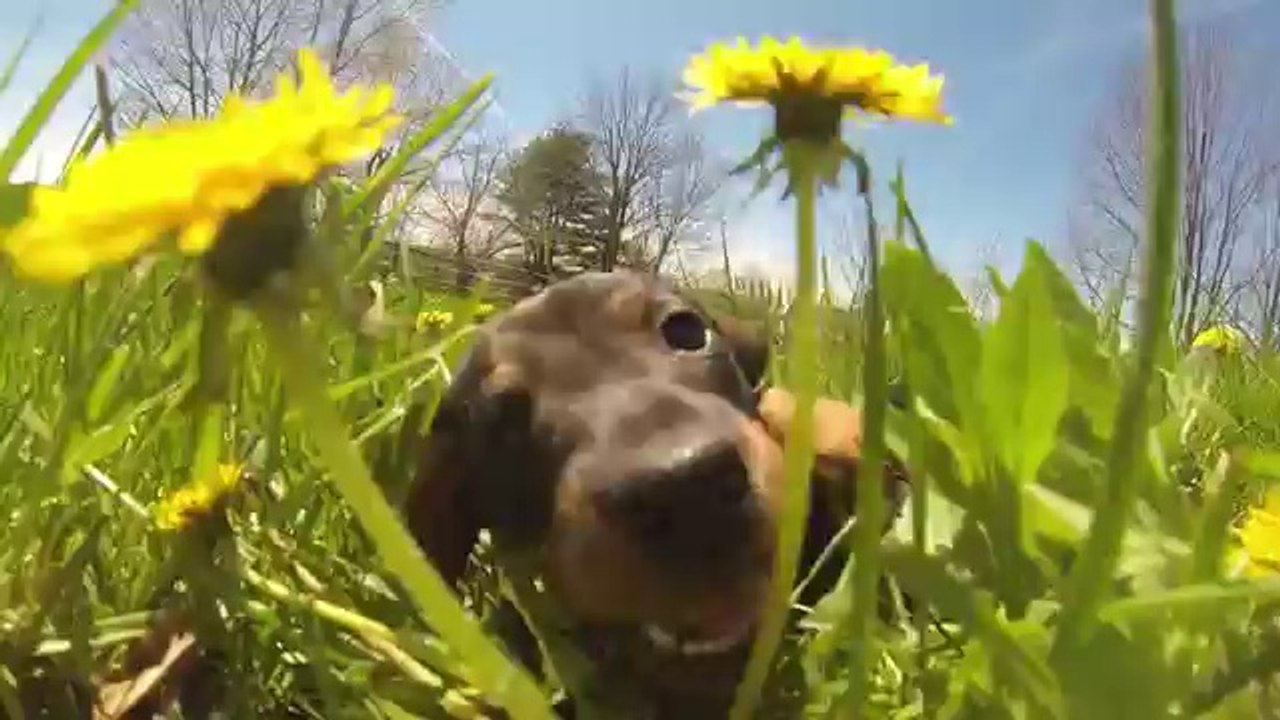 It's puppy time GoPro