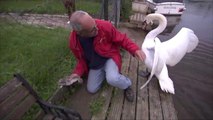 Man Attacked by Papa Swan While Trying To Rescue Stuck Baby Swan
