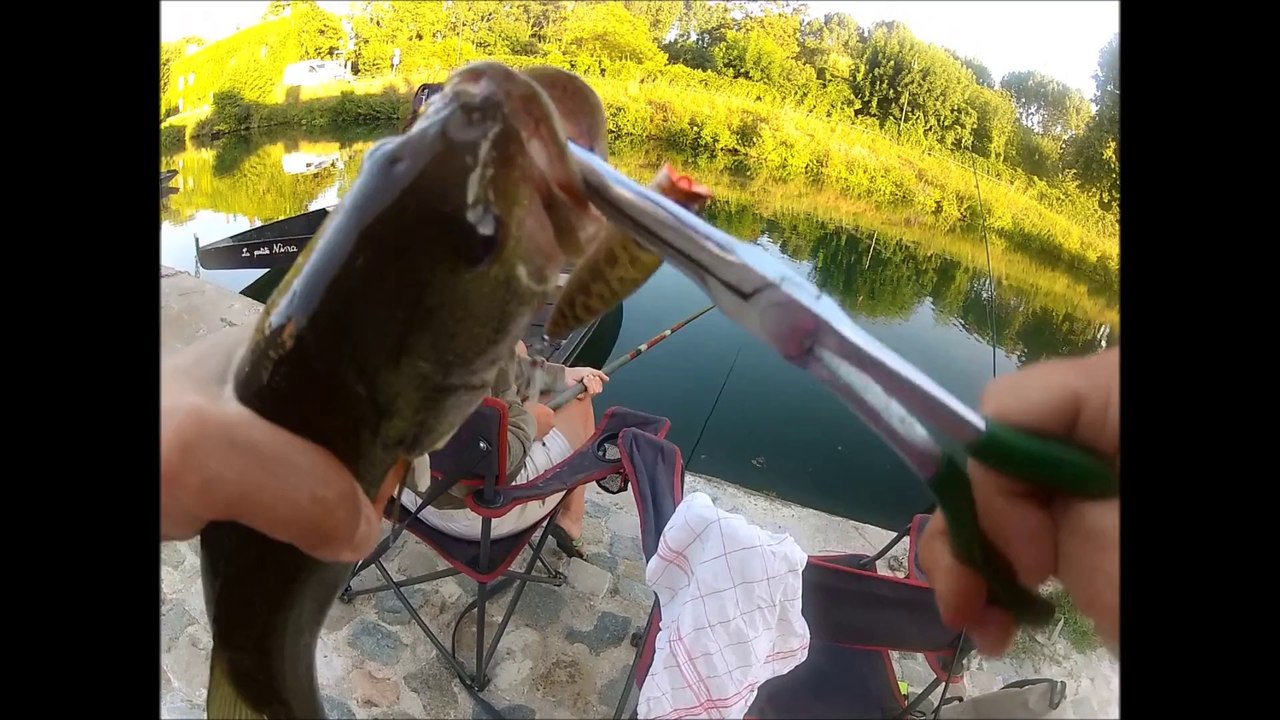 BLACK-BASS marais poitevin 2013 touche live
