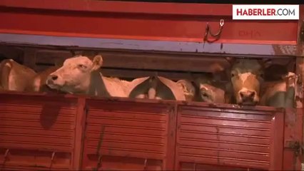 Kurbanlıklar İstanbul'a Geldi