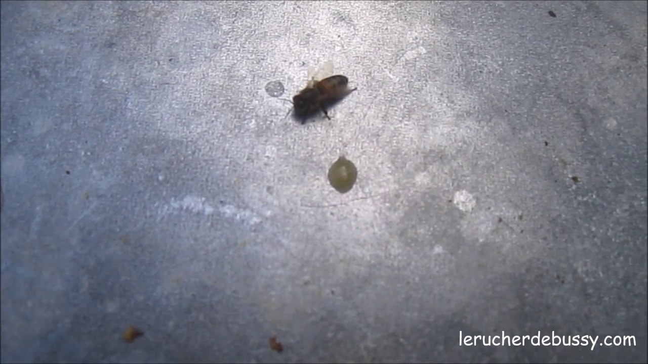 maladie noire de l'abeille