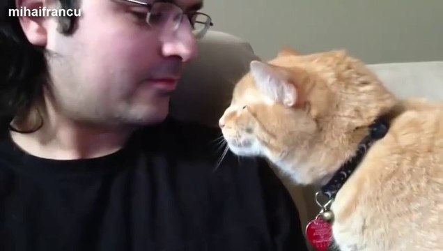 Ces chats aiment les humains