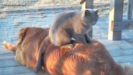 Des chats font des massages à des chiens