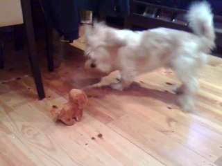 Putchy em Brincadeiras com o Cãozinho a Pilhas