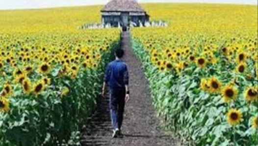 Everything Is Illuminated Stream