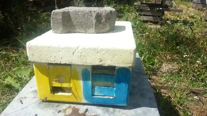 Arıların Ana Kutuda Çalışması