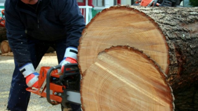 All Tree Services and Landscaping (352) 365-9697