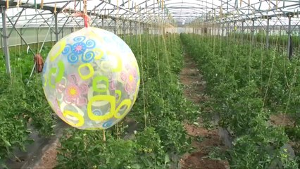 BIOBREIZH : Les semences