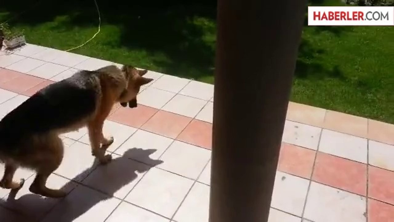 Kendi Gölgesinden Korkan Alman Kurdu