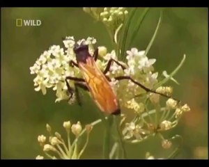 Eşek arıların ilginç yumarta bırakmalrı