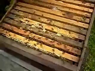 Güzel Bir Bal Sağımı