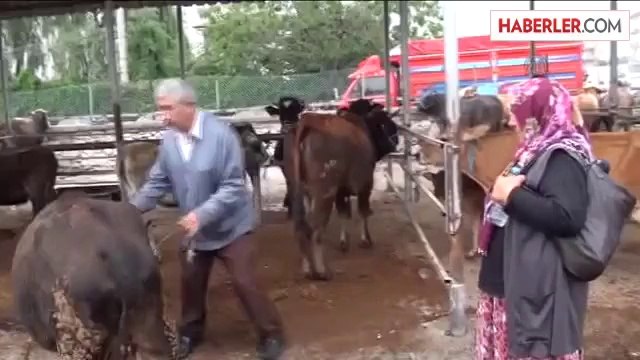 Hayvan pazarında Kurban Bayramı hareketliliği -