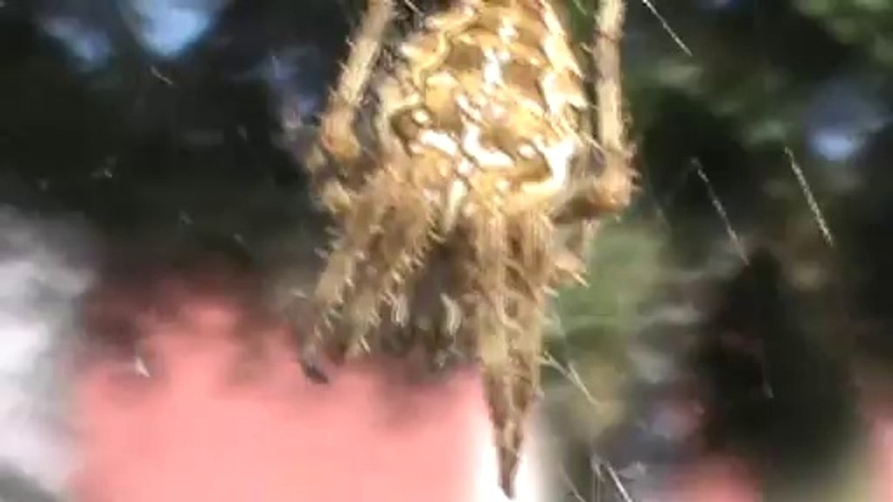 Araignée à Plabennec