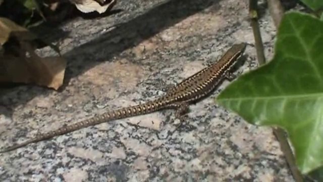 Lézard des murailles, Brest