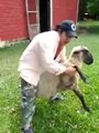 Drunk guy VS angry sheep! So crazy attack and revenge of the animal!