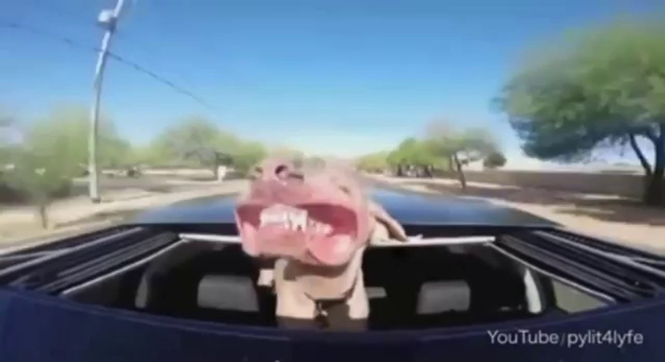 Ce chien adore les balades en plein air, et ça se voit !