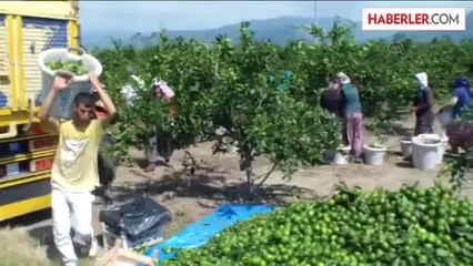 Mandalina dalında satıldı -