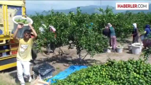 Mandalina dalında satıldı -