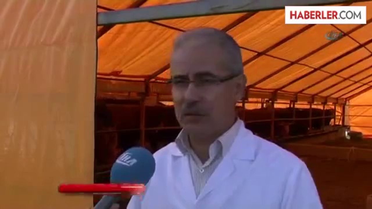 Kurbanlıklar Çadırlardaki Yerini Aldı