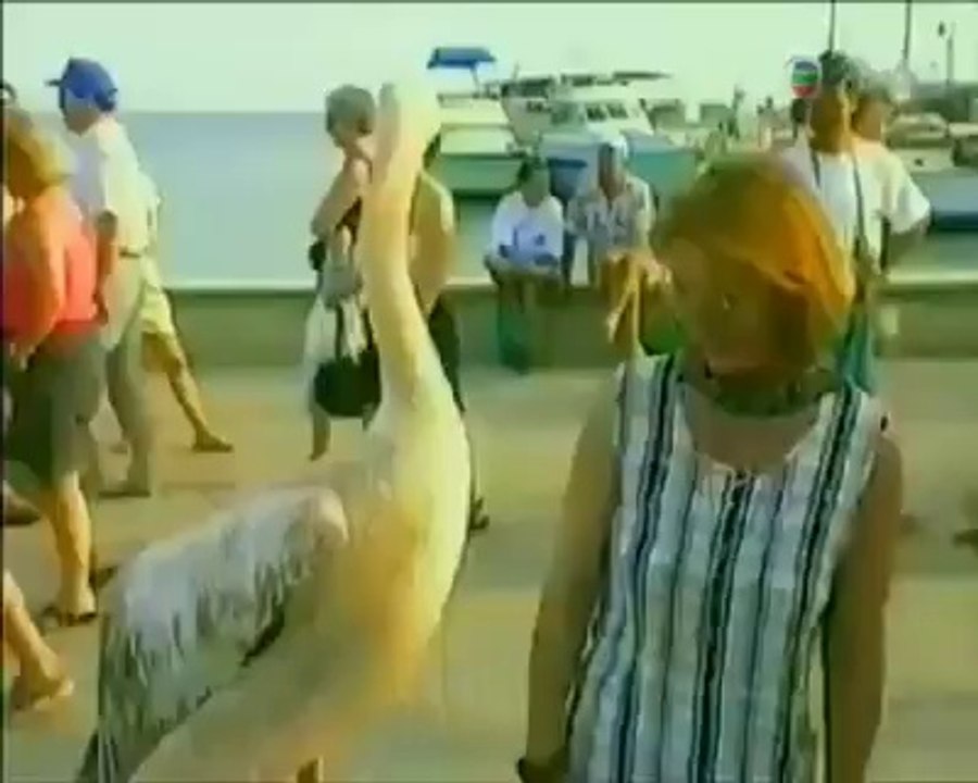 Fun With Animals