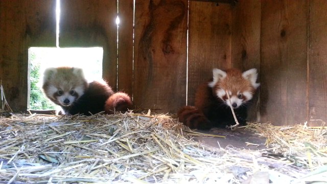 Les pandas roux du zoo de Pessac