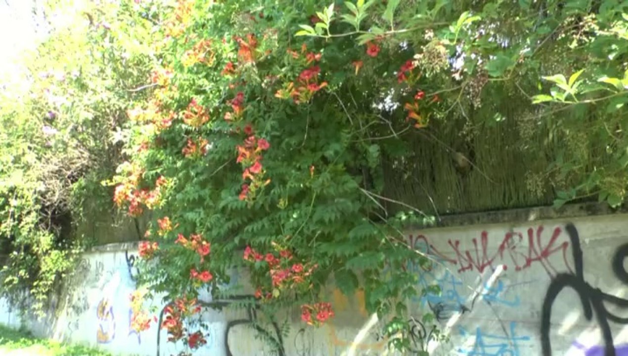 LES PROMENADES DE MICHOU W-D.D. - 5 JUILLET 2014 - LA FLORE DE TRAIT D'UNION UN MOIS APRES....