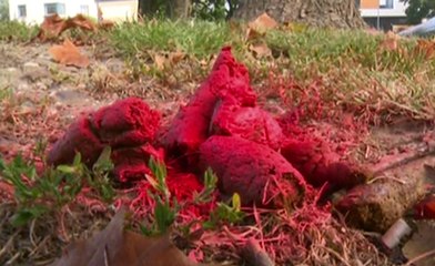 Il repeint des déjections canines en rose - ZAPPING ACTU HEBDO DU 20/09/2014