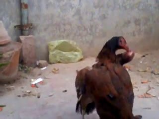 tiger aseel hen by mani jutt aseels