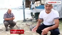 Giresun'da Balıkçı Ağlarına Köpek Balığı Takıldı