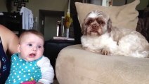 Baby argues with Dog