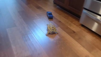 Tortoise vs. Truck