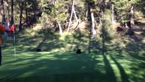 Baby Bear Circus Act on Golf Course - At Fairmont Hot Springs Resort, BC