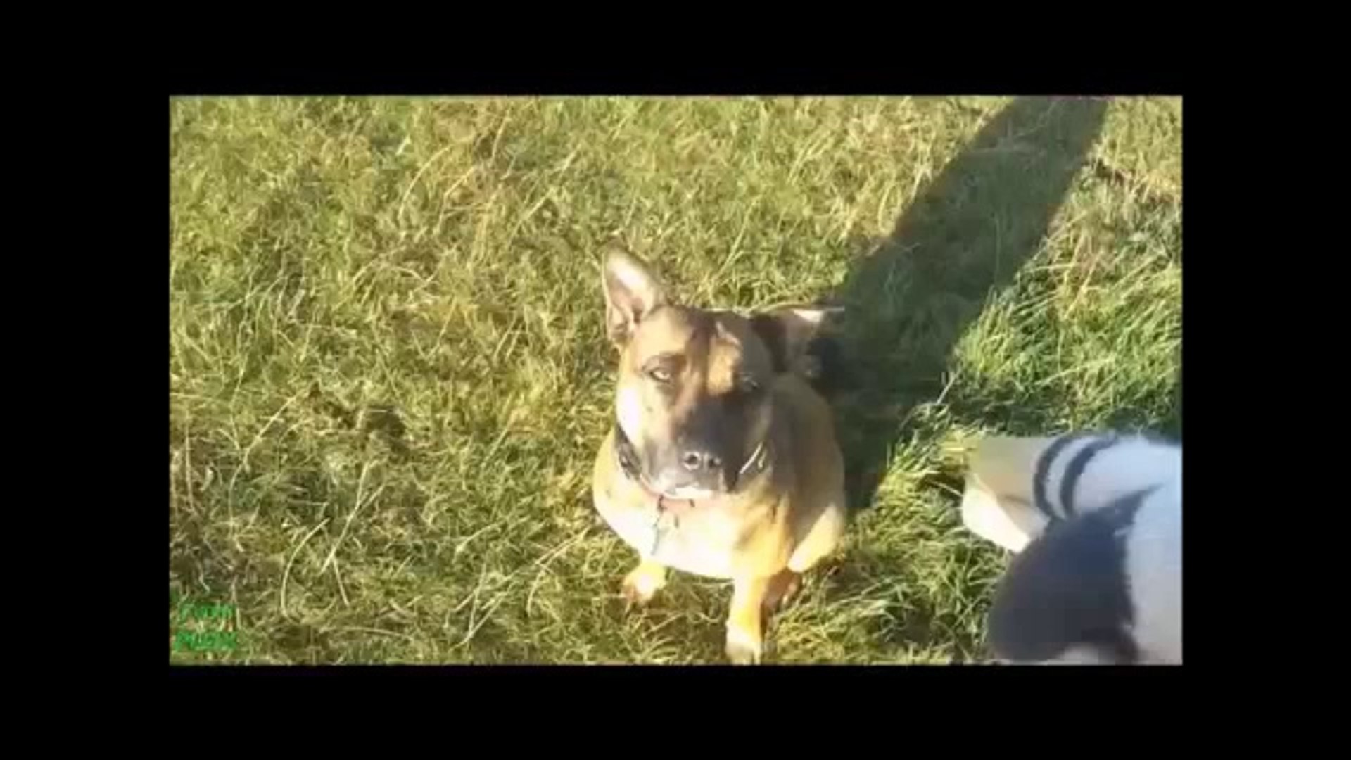 ⁣Funny Pets, Animals Compilation May 2014! Epic!