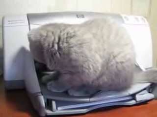 Cat Scared By Printer